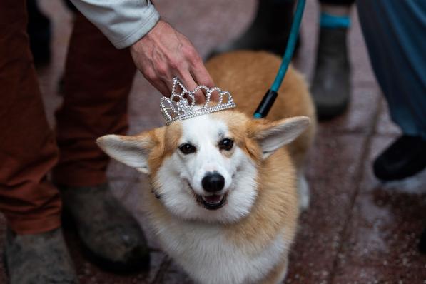 corgi