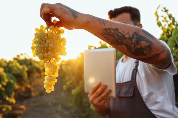 vignoble