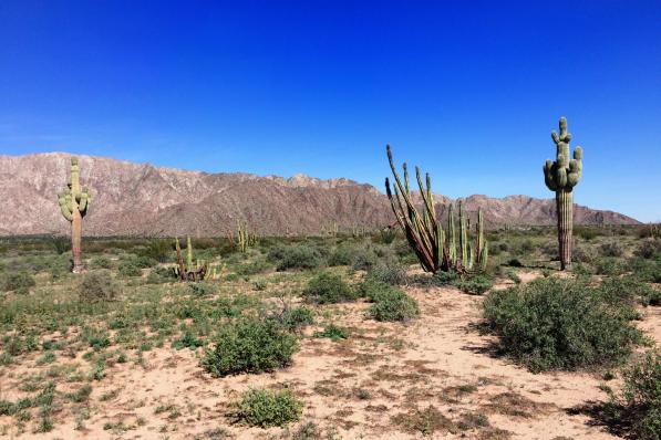 Desert de Sonora aux USA