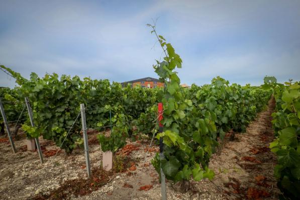 vendanges vin wallonie