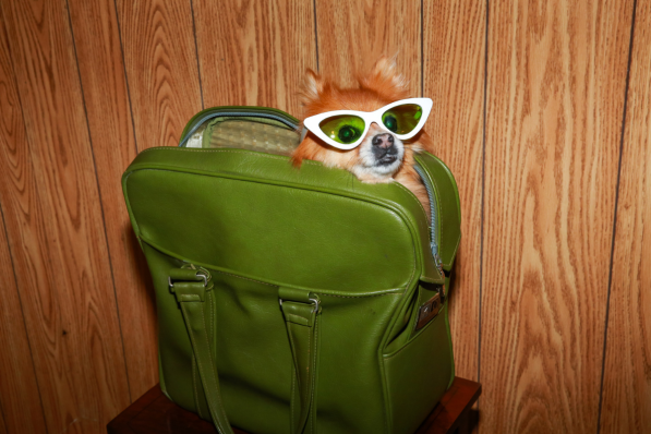 voyage chien Europe