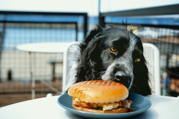 restos chiens admis belgique