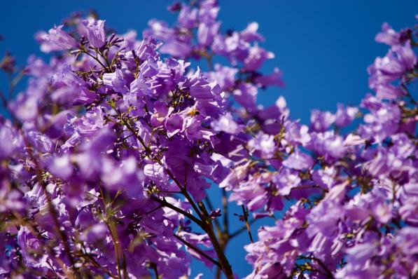 jacarandas en fleurs à lisbonne