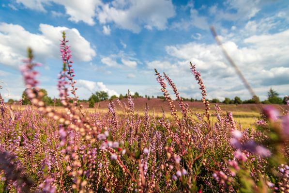 Nos lieux préférés pour se croire en vacances sans quitter la Belgique (ici, le Mechelse Heide) - Unsplash (Matthias Pens)