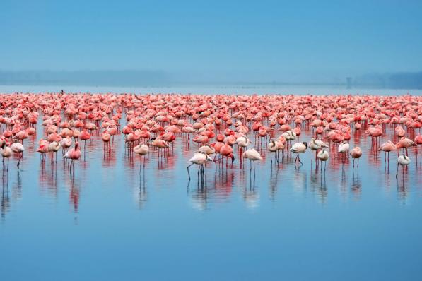 Lake Nakuru National park