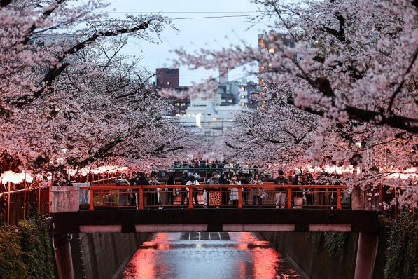 cerisiers japon