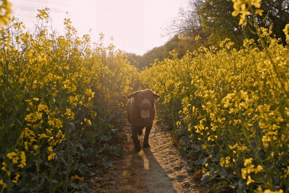 Comment aller courir avec son chien en toute sécurité - Canva