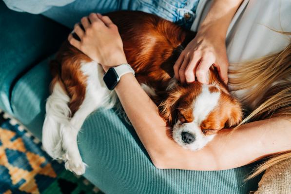 Pourquoi c'est normal de chercher l'apaisement auprès des animaux de compagnie plutôt que des partenaires sentimentaux - Getty Images