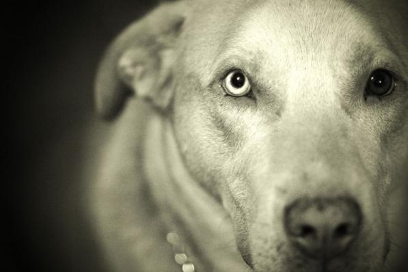 De Dogs of the Dow voor 2021