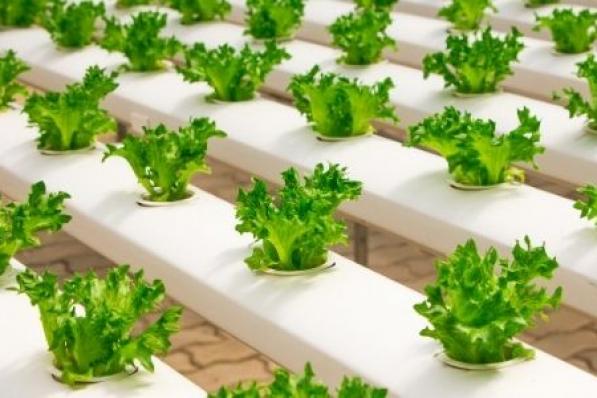 Aandeel ForFarmers | Vizier gericht op het jaar 2025