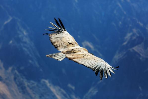 Optietip 167: condor om met de AEX uit het dal te komen