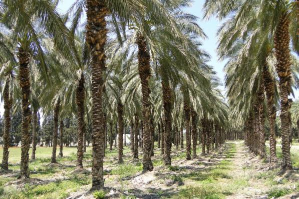 KBC Securities verwacht structureel hogere palmolieprijzen