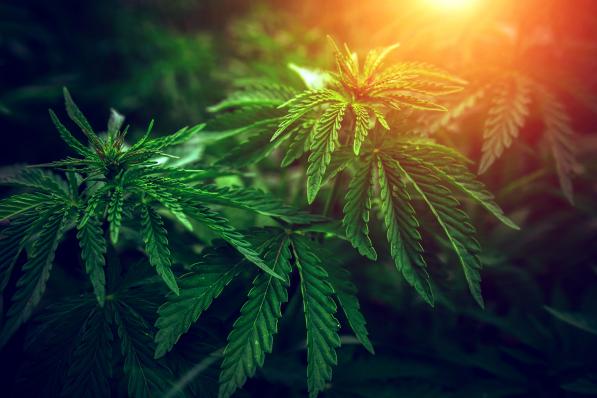 Cannabisaandeel met uniek dividend