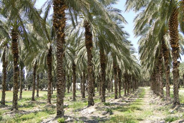 Precies een jaar terug tipte ik de Belgische Sipef, producent van met name palmolie alsmede rubber, bananen en thee, op een koers van €51,70. Momenteel noteert de koers van Sipef iets boven de €45.