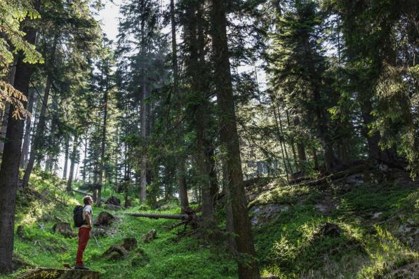 Beleggen in een Timber REIT