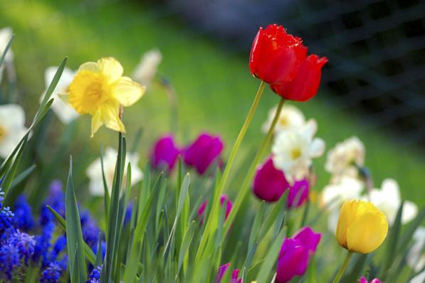 als de lente komt