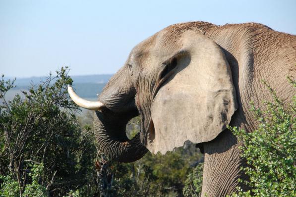 Afrika