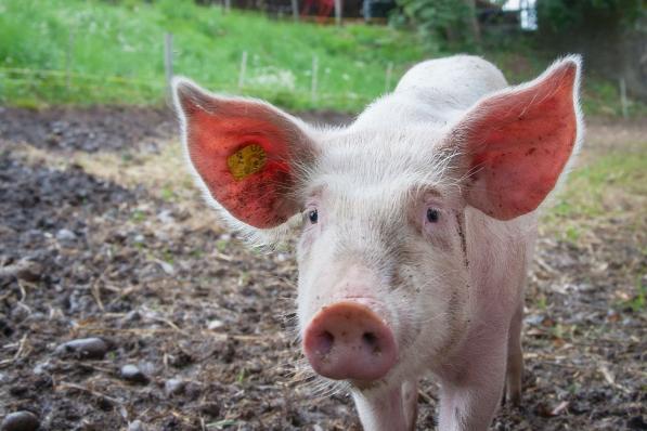 voor ForFarmers