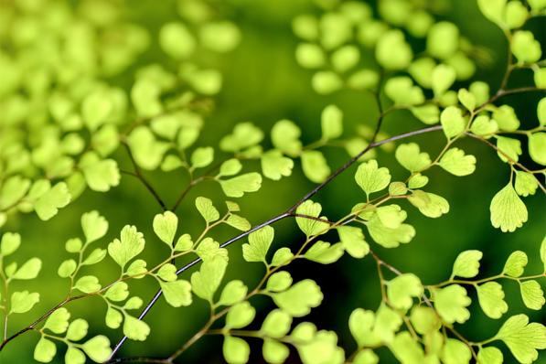 lentegroen