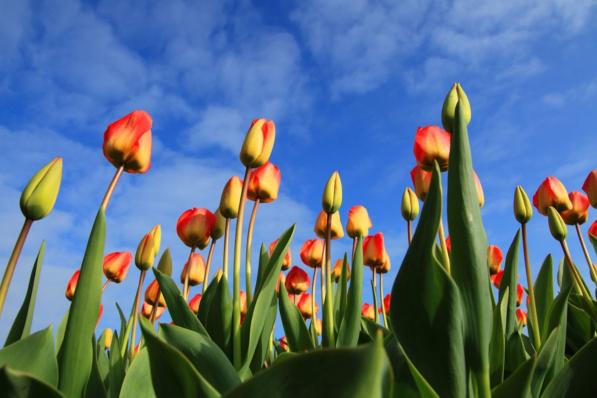 nederlandse industrie