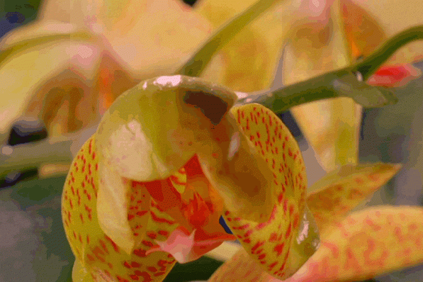 Combien seriez-vous prêt·e à payer pour une orchidée? Getty Images