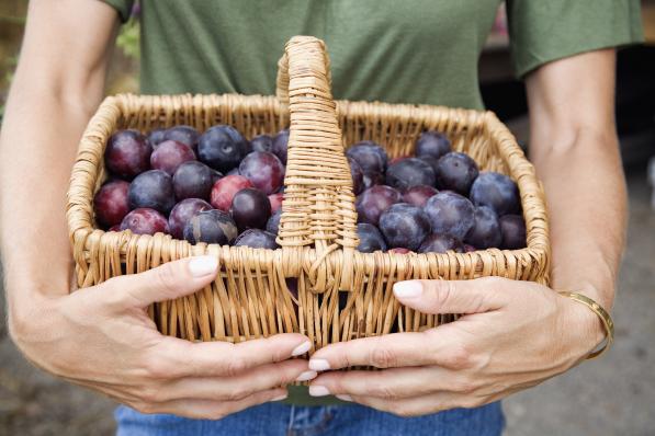 Wicker Basket of Plums