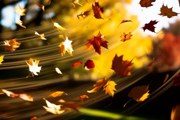 Alles over Macro-beleggen: investeren met de economische wind in de rug. herfst. Blaadjes