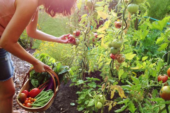 cueillette legumes tomate haricot