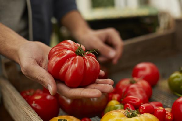 De goddelijke smaak van een zomerse tomaat uit volle grond is een poort tot een nieuw bewustzijn waardoor je nooit meer hetzelfde zal kijken naar het leven.