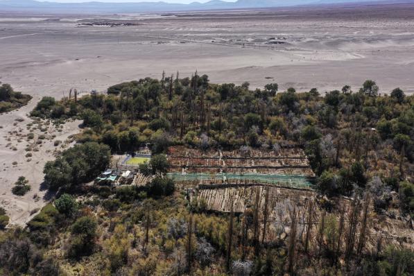 Vignoble du désert d'Atacama