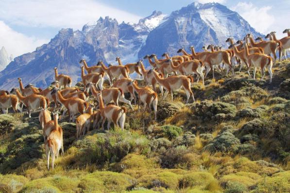 Le lama sauvage de Patagonie chilienne est un des animaux presentes dans la serie Netflix intitulee Parcs nationaux, ces merveilles du monde