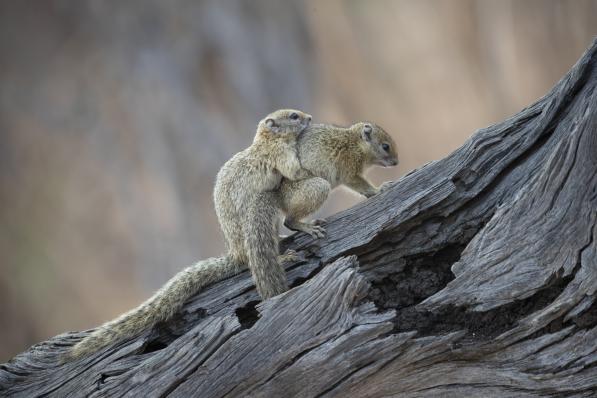 Accouplement d’écureuils sur un arbre mort au Botswana. © Mathieu Pujol