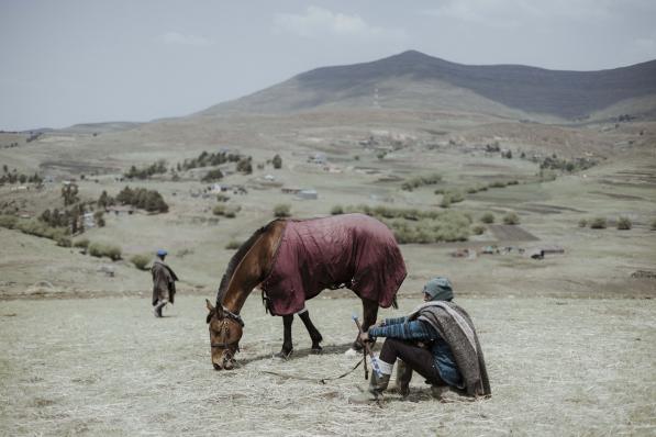 lesotho cheval