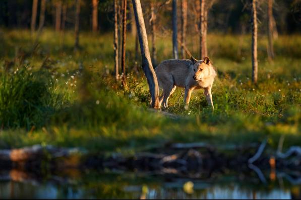 loup