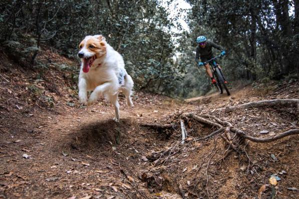 foret chien vtt