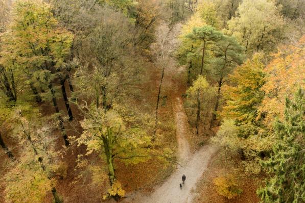 Wandelen in het bos