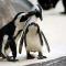 5. Pinguïns blijven hun leven lang bij dezelfde partner.