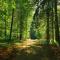 Le week-end du bois et des forêts d’Ardenne – PARTOUT EN WALLONIE