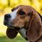 Boogschutter (23 november – 21 december): beagle