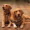Steenbok (22 december – 20 januari): golden retriever