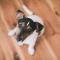 Tweelingen ( 22 mei – 21 juni): jack russell