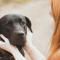 Leeuw (23 juli – 23 augustus): labrador retriever