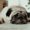 Kreeft (22 juni – 22 juli): pug