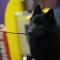 Schorpioen (24 oktober – 22 november): schipperke