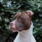 Weegschaal (24 september – 23 oktober): pitbull