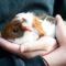 Steenbok (22/12 – 20/01): een huiscavia