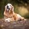 Vissen (20/02 – 20/03): een gepensioneerde hond