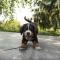 Ram (21/03 – 20/04): een puppy