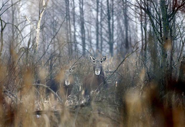 Fauna in Tsjernobyl floreert