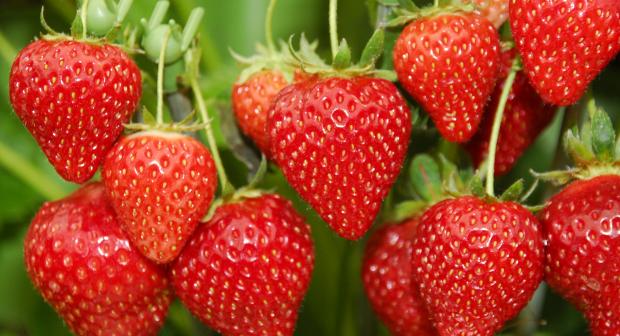 Eet jij vooral seizoensproducten?